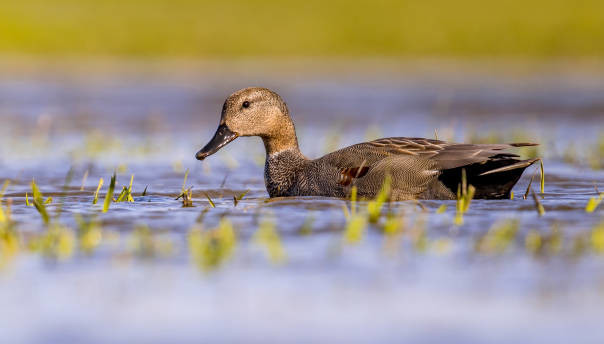 Canard chipeau